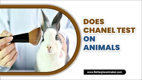 chanel tested on animals|Chanel animal testing policy.